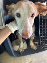 CARETA, Hund, Podenco Maneto in Spanien - Bild 3