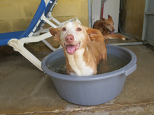 CARETA, Hund, Podenco Maneto in Spanien - Bild 4