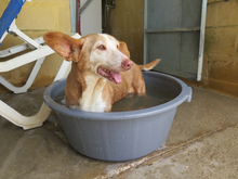 CARETA, Hund, Podenco Maneto in Spanien - Bild 5