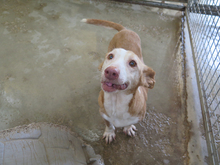 CARETA, Hund, Podenco Maneto in Spanien - Bild 6