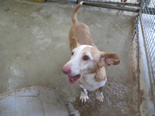 CARETA, Hund, Podenco Maneto in Spanien - Bild 7
