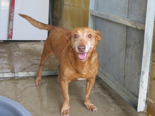 CANELA, Hund, Podenco in Spanien - Bild 1