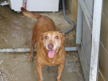 CANELA, Hund, Podenco in Spanien - Bild 2