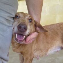 CANELA, Hund, Podenco in Spanien - Bild 3