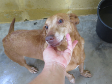 CANELA, Hund, Podenco in Spanien - Bild 4