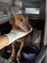 CANELA, Hund, Podenco in Spanien - Bild 5