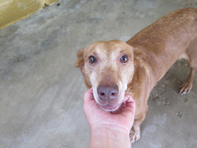 CANELA, Hund, Podenco in Spanien - Bild 6