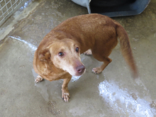 CANELA, Hund, Podenco in Spanien - Bild 7