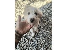 PERNILLE, Hund, Mischlingshund in Rumänien - Bild 1