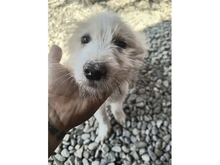 PERNILLE, Hund, Mischlingshund in Rumänien - Bild 2