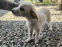 PERNILLE, Hund, Mischlingshund in Rumänien - Bild 3