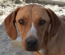 PETRIK, Hund, Mischling (Beagle-Vizsla?) in Ungarn - Bild 1