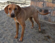PETRIK, Hund, Mischling (Beagle-Vizsla?) in Ungarn - Bild 2
