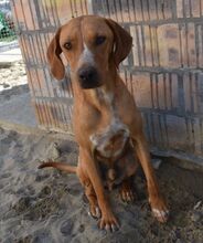 PETRIK, Hund, Mischling (Beagle-Vizsla?) in Ungarn - Bild 3
