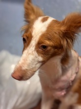 LINDA, Hund, mischling in Spanien - Bild 2