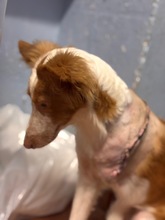LINDA, Hund, mischling in Spanien - Bild 3