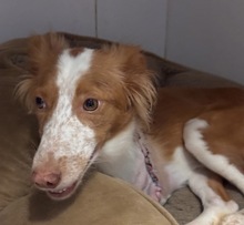 LINDA, Hund, mischling in Spanien - Bild 4