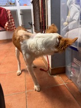 LINDA, Hund, mischling in Spanien - Bild 5