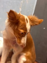 LINDA, Hund, mischling in Spanien - Bild 6