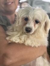 TRISTE, Hund, Malteser in Spanien - Bild 1