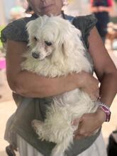 TRISTE, Hund, Malteser in Spanien - Bild 3