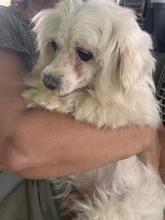 TRISTE, Hund, Malteser in Spanien - Bild 4