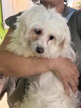 TRISTE, Hund, Malteser in Spanien - Bild 5
