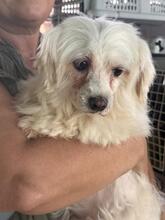 TRISTE, Hund, Malteser in Spanien - Bild 6