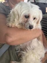 TRISTE, Hund, Malteser in Spanien - Bild 7