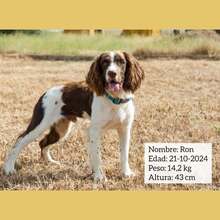 RON, Hund, English Springer Spaniel in Spanien - Bild 1