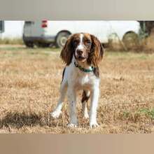 RON, Hund, English Springer Spaniel in Spanien - Bild 2