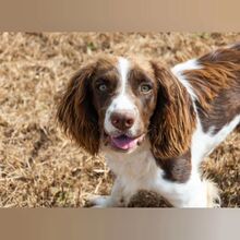 RON, Hund, English Springer Spaniel in Spanien - Bild 3