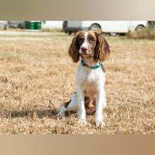 RON, Hund, English Springer Spaniel in Spanien - Bild 4