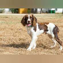 RON, Hund, English Springer Spaniel in Spanien - Bild 5