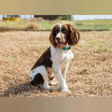 RON, Hund, English Springer Spaniel in Spanien - Bild 6
