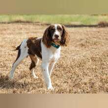 RON, Hund, English Springer Spaniel in Spanien - Bild 7