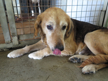 VICI, Hund, Deutscher Schäferhund in Spanien - Bild 2