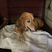 VICI, Hund, Deutscher Schäferhund in Spanien - Bild 3
