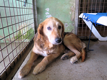 VICI, Hund, Deutscher Schäferhund in Spanien - Bild 4