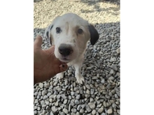 MEGGY, Hund, Mischlingshund in Rumänien - Bild 2
