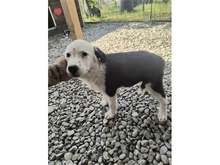 MEGGY, Hund, Mischlingshund in Rumänien - Bild 3