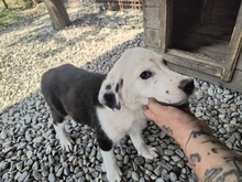MEGGY, Hund, Mischlingshund in Rumänien - Bild 4