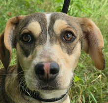 DION, Hund, Mischling in Ungarn - Bild 1