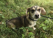 DION, Hund, Mischling in Ungarn - Bild 2