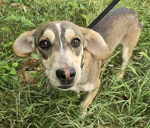 DION, Hund, Mischlingshund in Ungarn - Bild 3