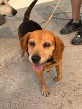 KINA, Hund, Beagle in Spanien - Bild 1