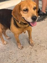 KINA, Hund, Beagle in Spanien - Bild 2