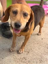 KINA, Hund, Beagle in Spanien - Bild 3