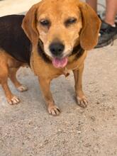 KINA, Hund, Beagle in Spanien - Bild 4