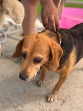 KINA, Hund, Beagle in Spanien - Bild 5